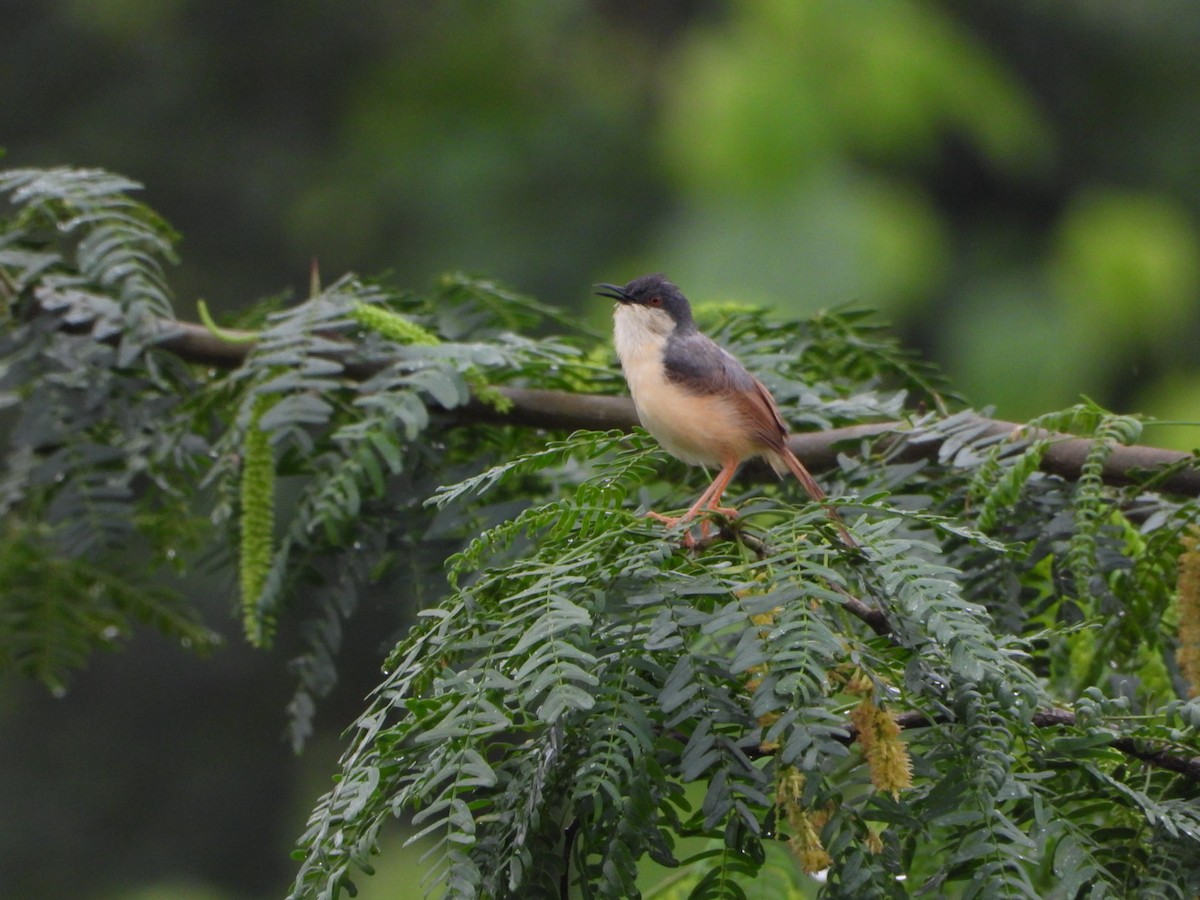 Ashy Prinia - ML641157109