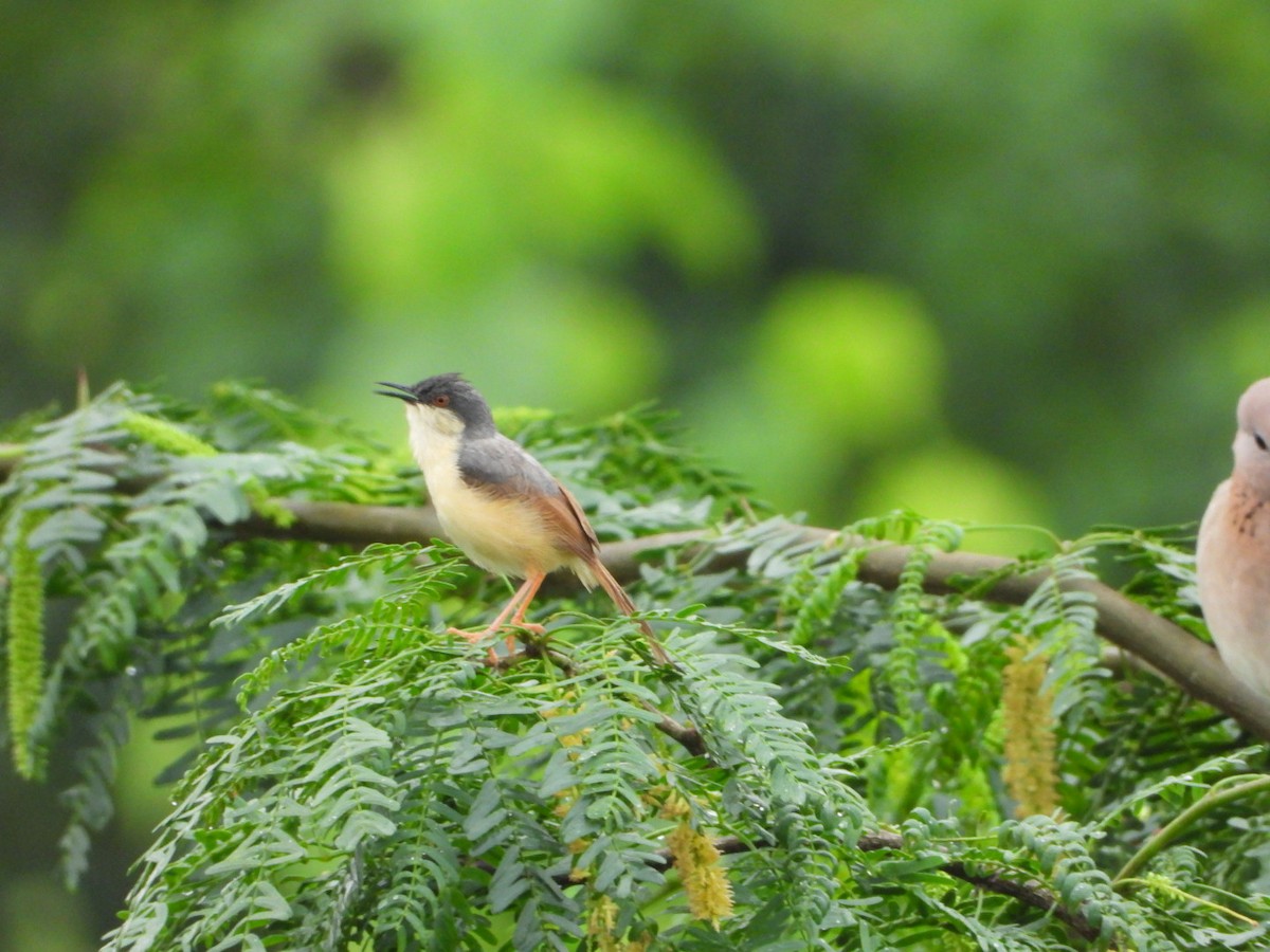 Ashy Prinia - ML641157110