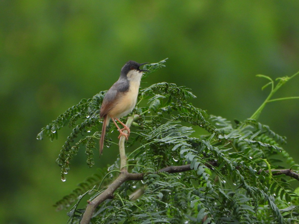 Ashy Prinia - ML641157111