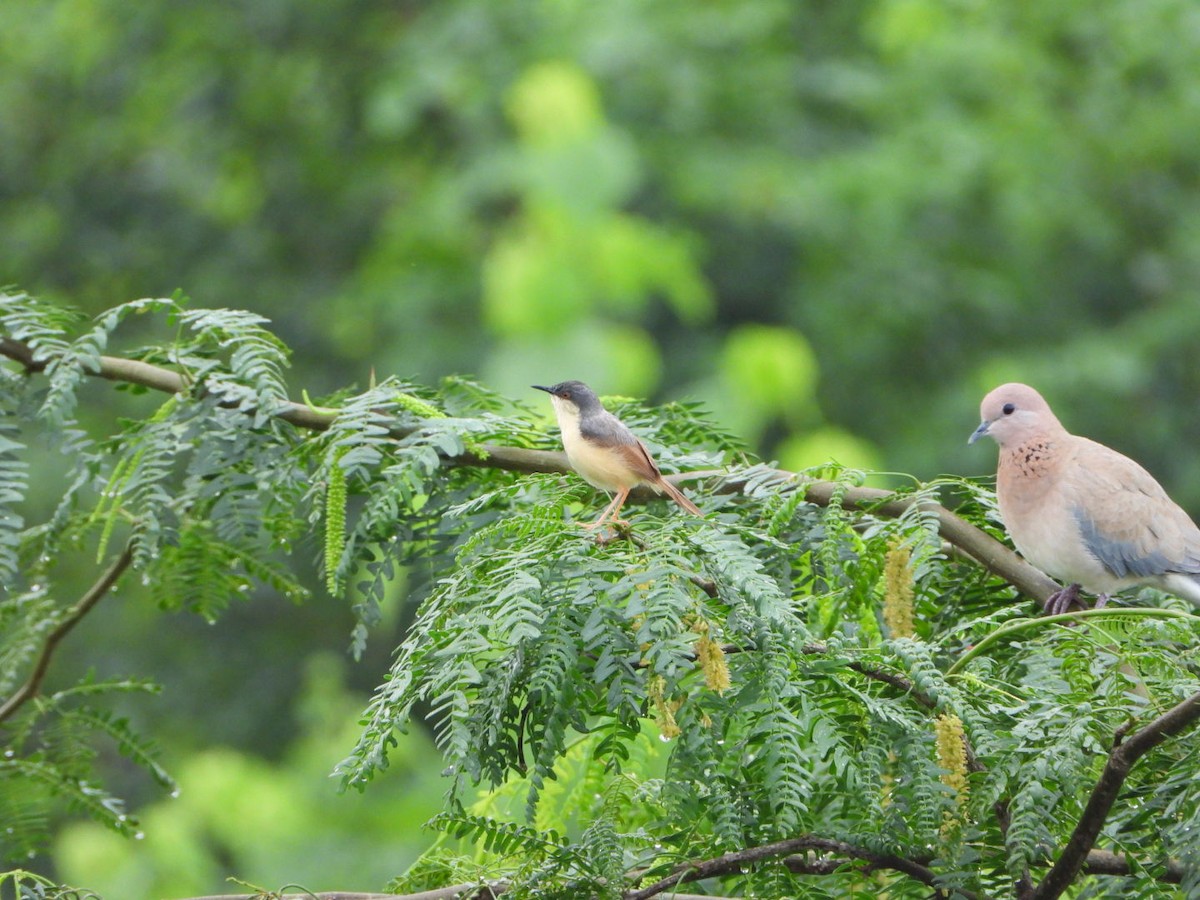 Ashy Prinia - ML641157112