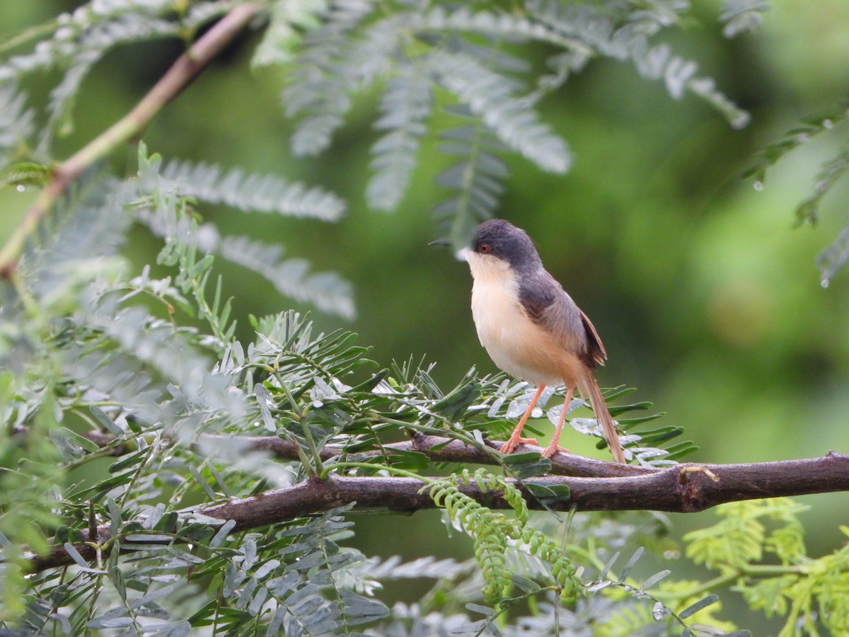 Ashy Prinia - ML641157113
