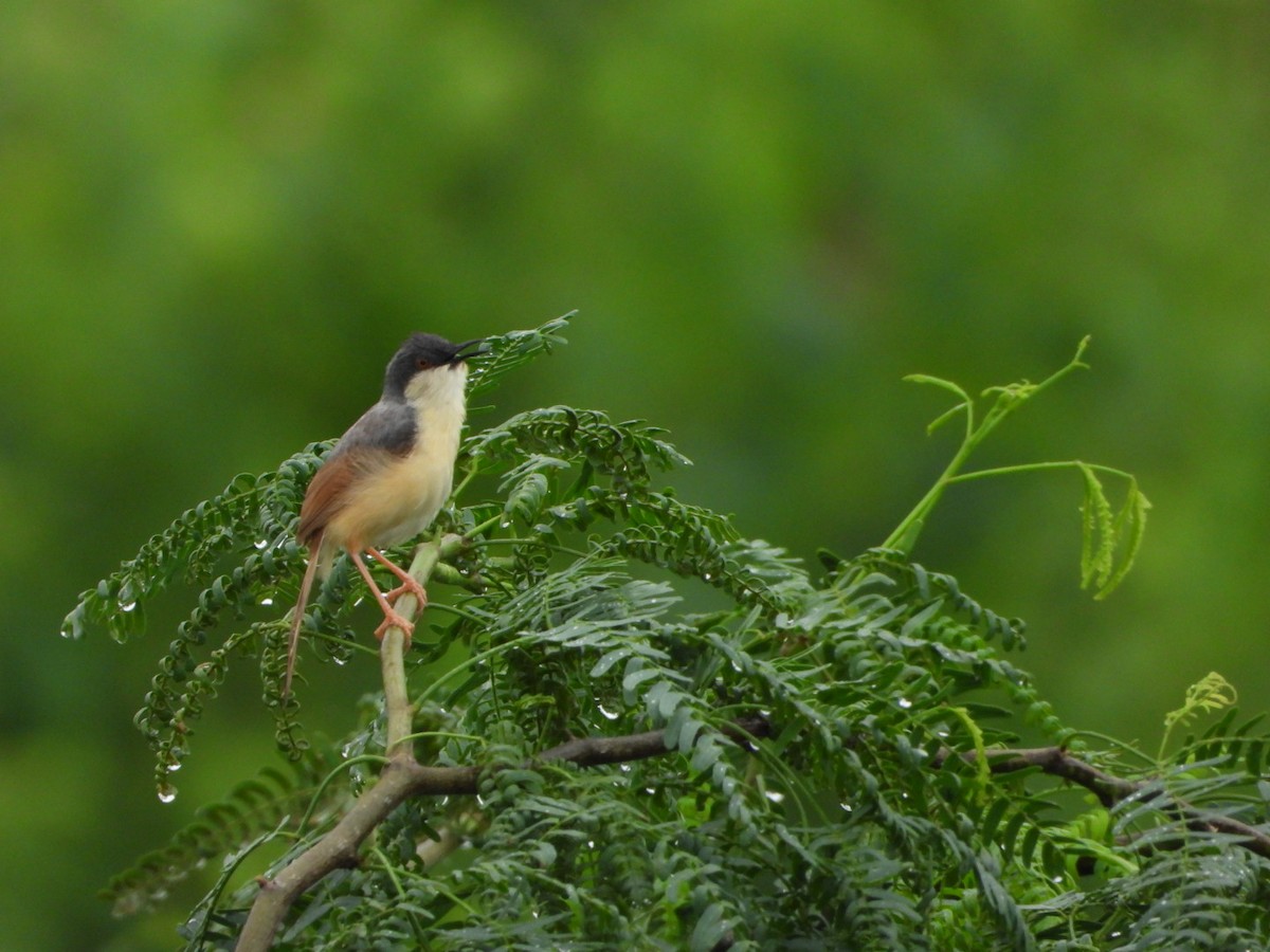 Ashy Prinia - ML641157114