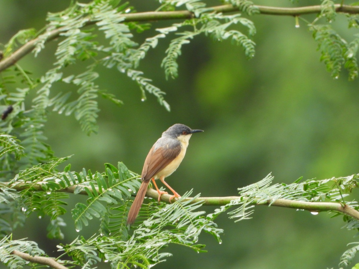 Ashy Prinia - ML641157115