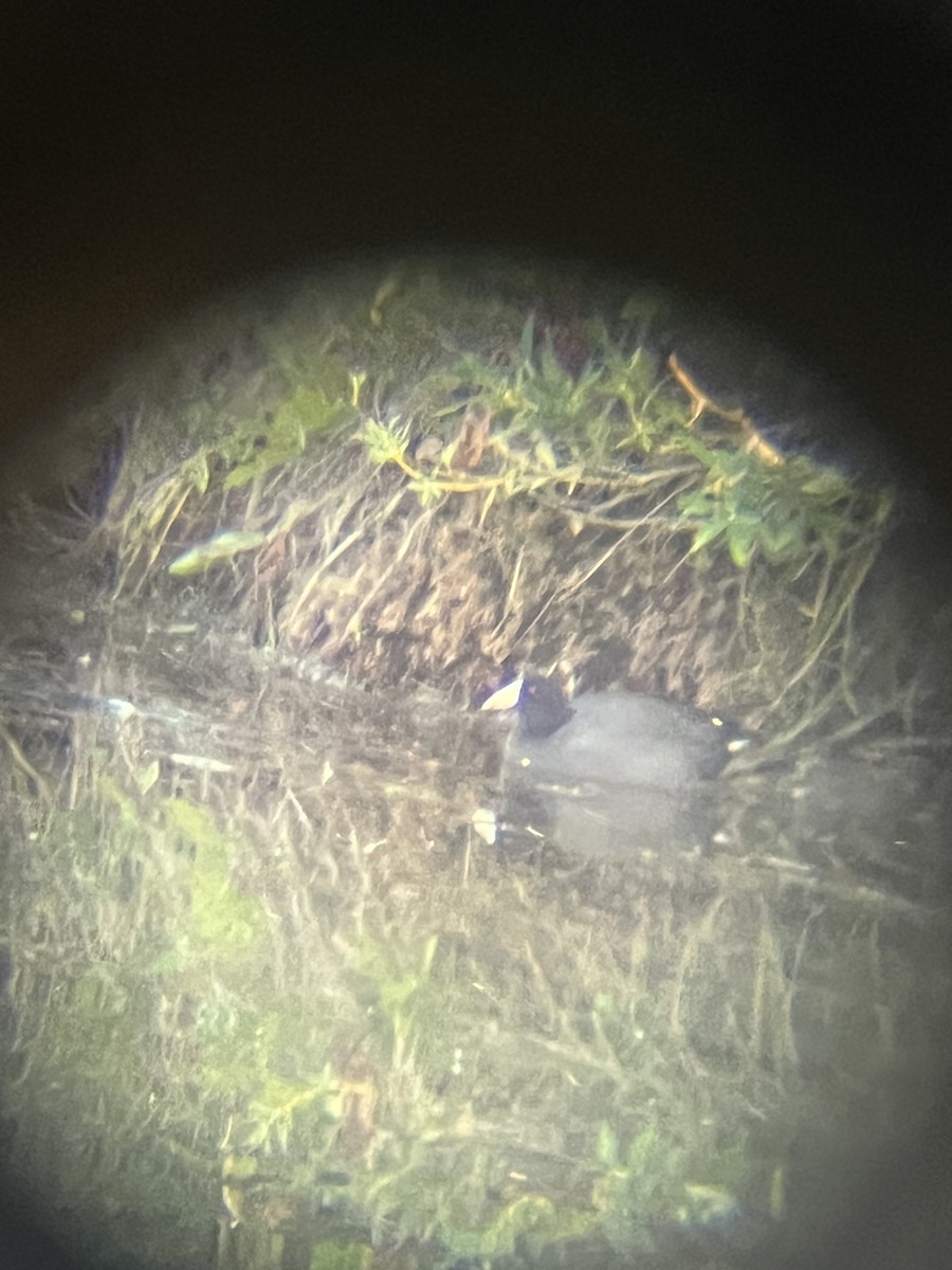 American Coot - ML641157126