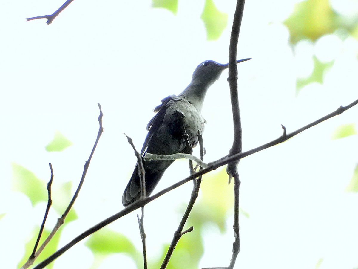 Gray-breasted Sabrewing (obscurus) - ML641157133