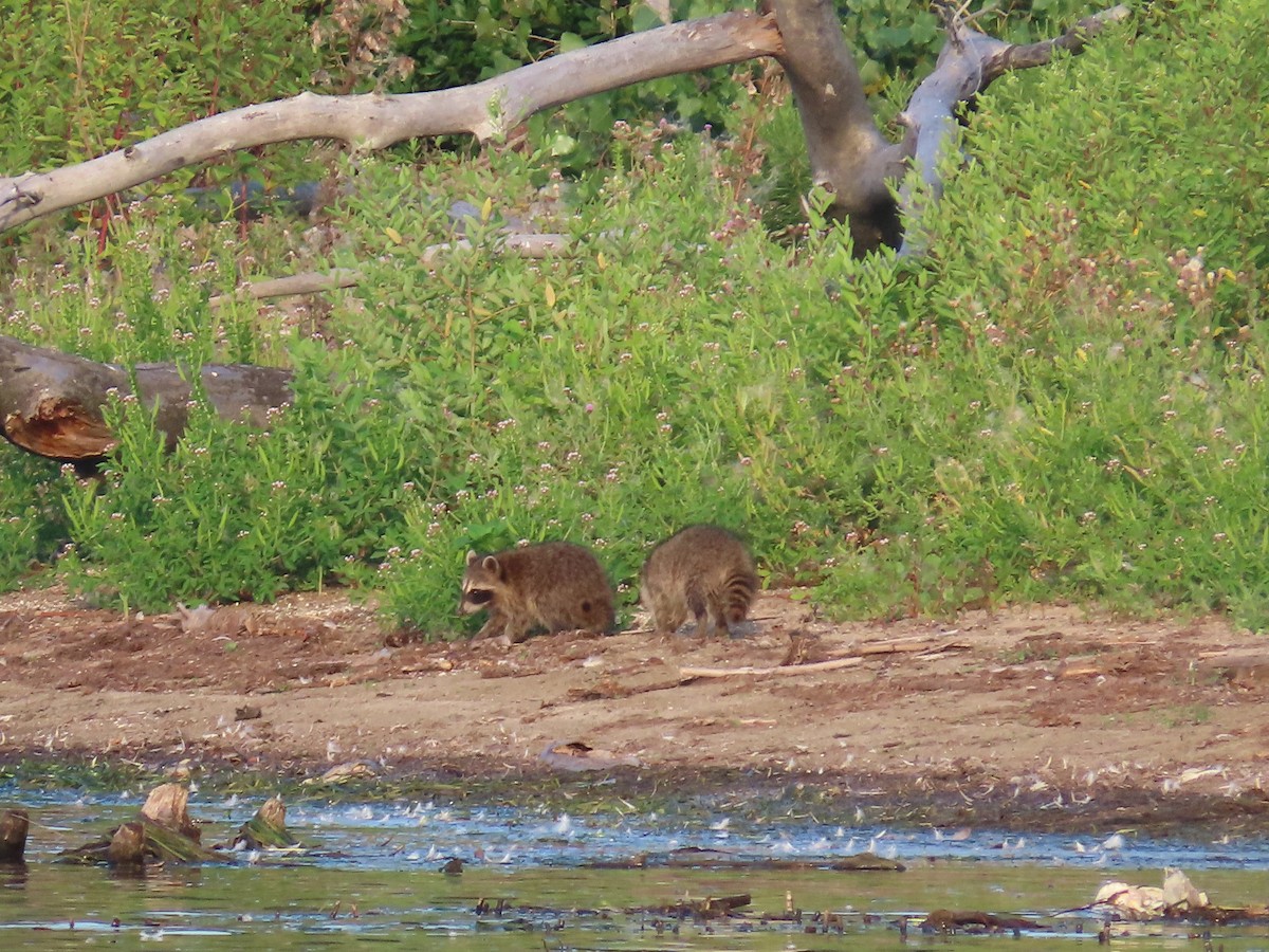 Common Raccoon - ML641157159