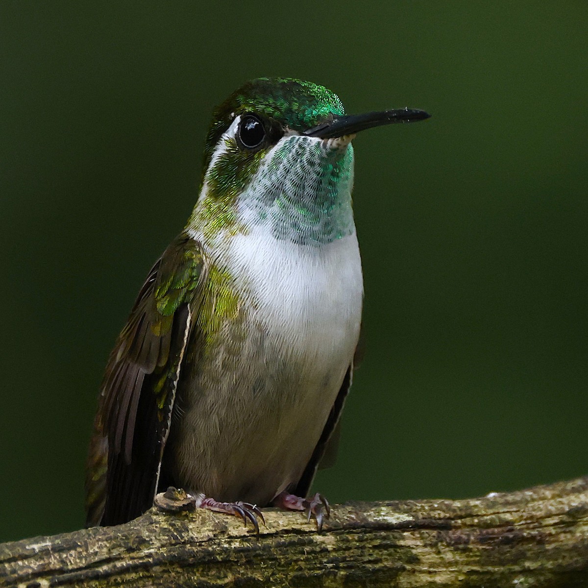 Green-throated Mountain-gem - ML641157163