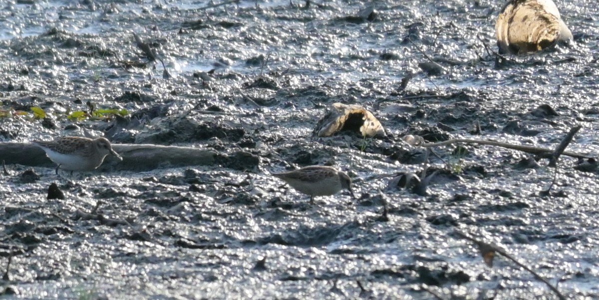 Spotted Sandpiper - ML641157166