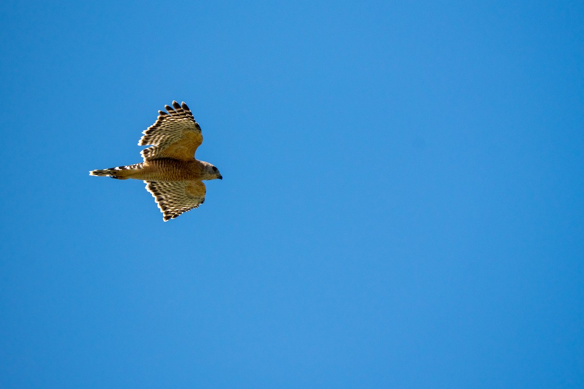 Red-shouldered Hawk - ML641157172