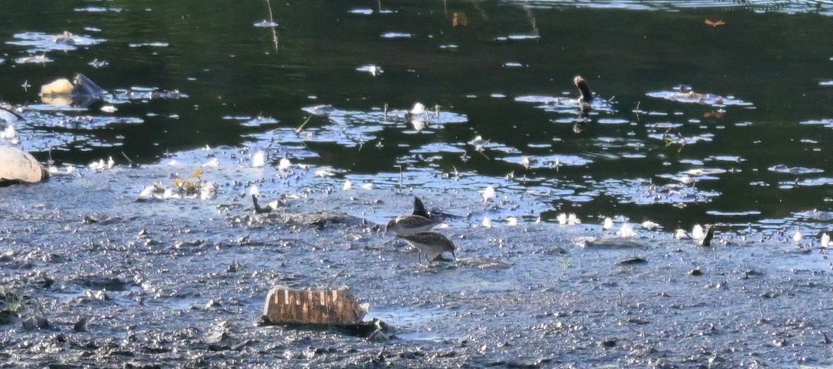 Spotted Sandpiper - ML641157173