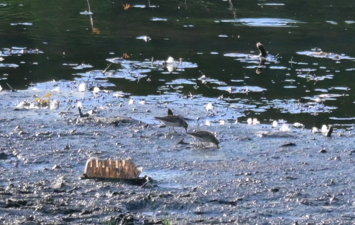 Spotted Sandpiper - ML641157174