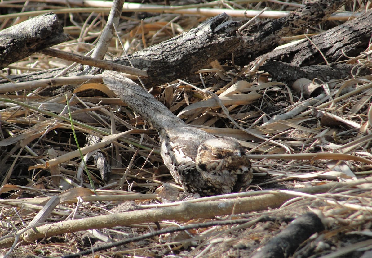 Common Pauraque - ML641157184