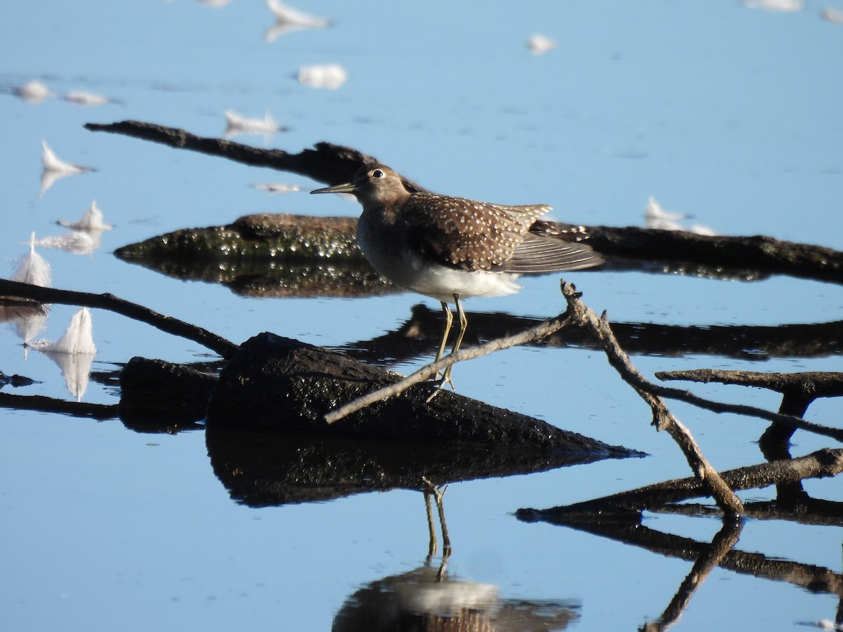 Solitary Sandpiper - ML641157185