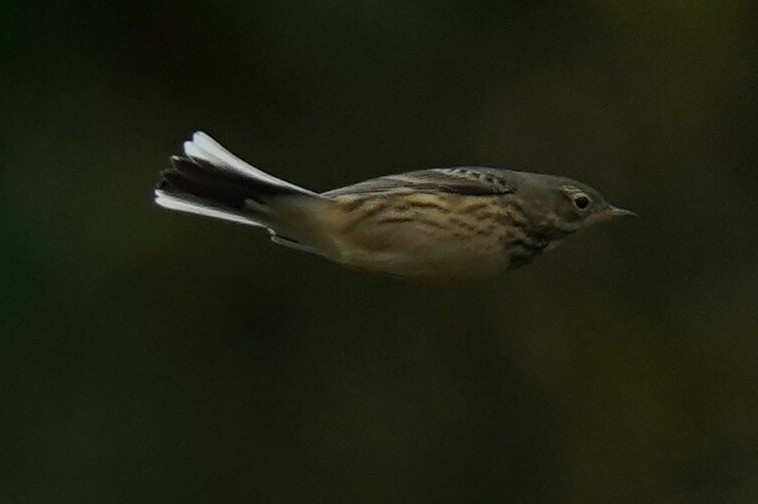 American Pipit - ML641157189