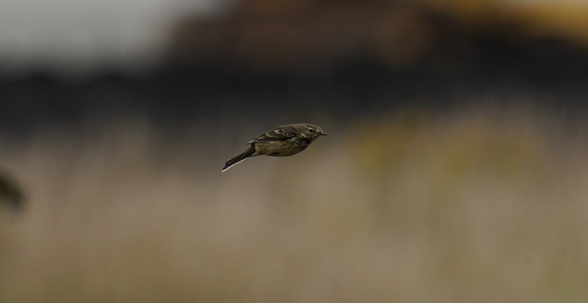 American Pipit - ML641157190