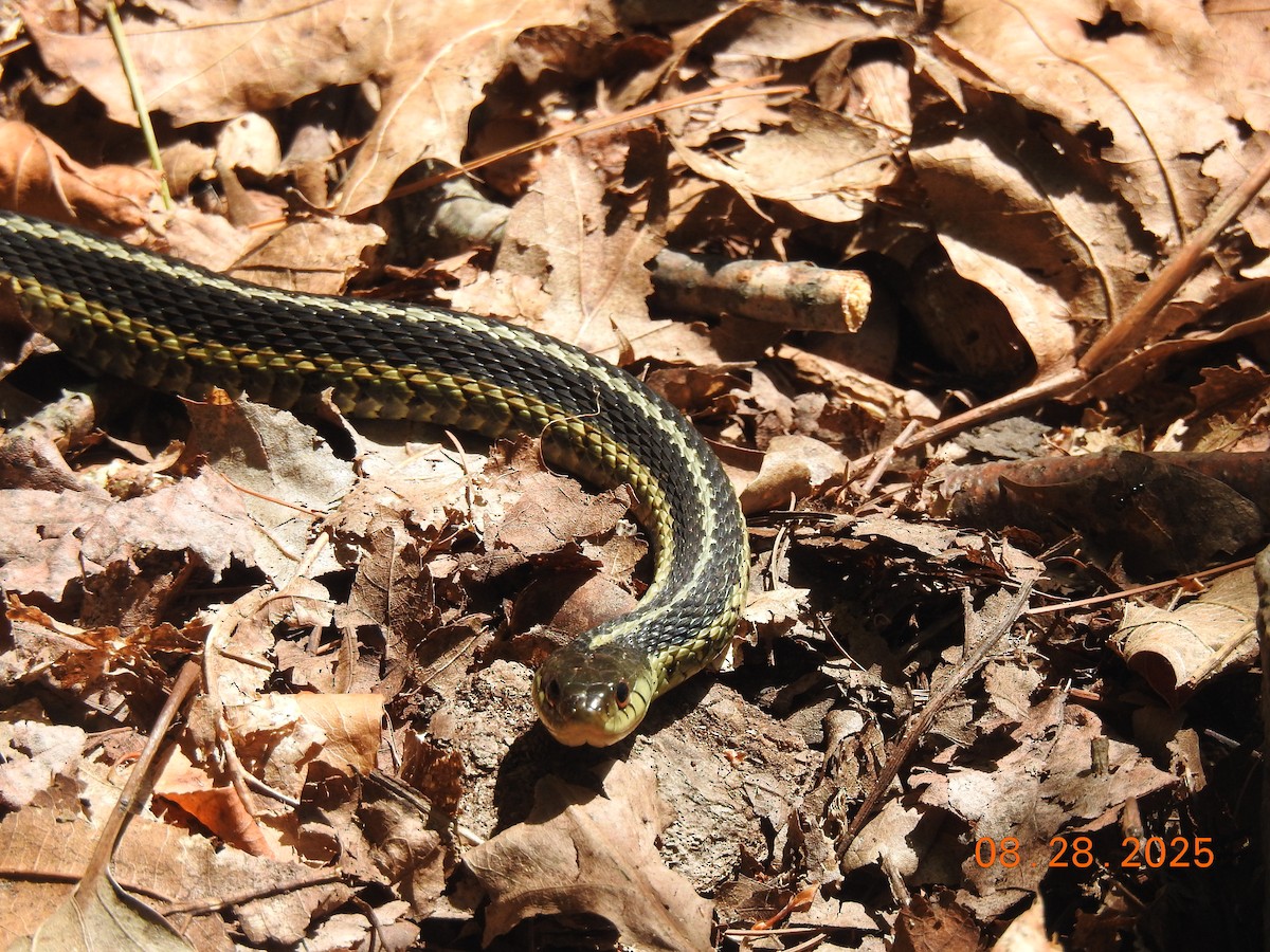 Eastern Garter Snake - ML641157194