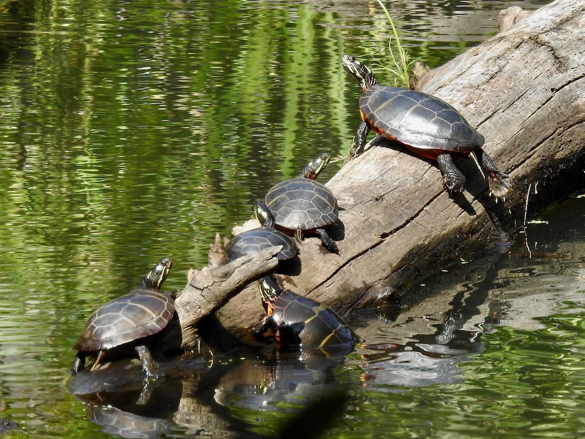 Painted Turtles - ML641157200