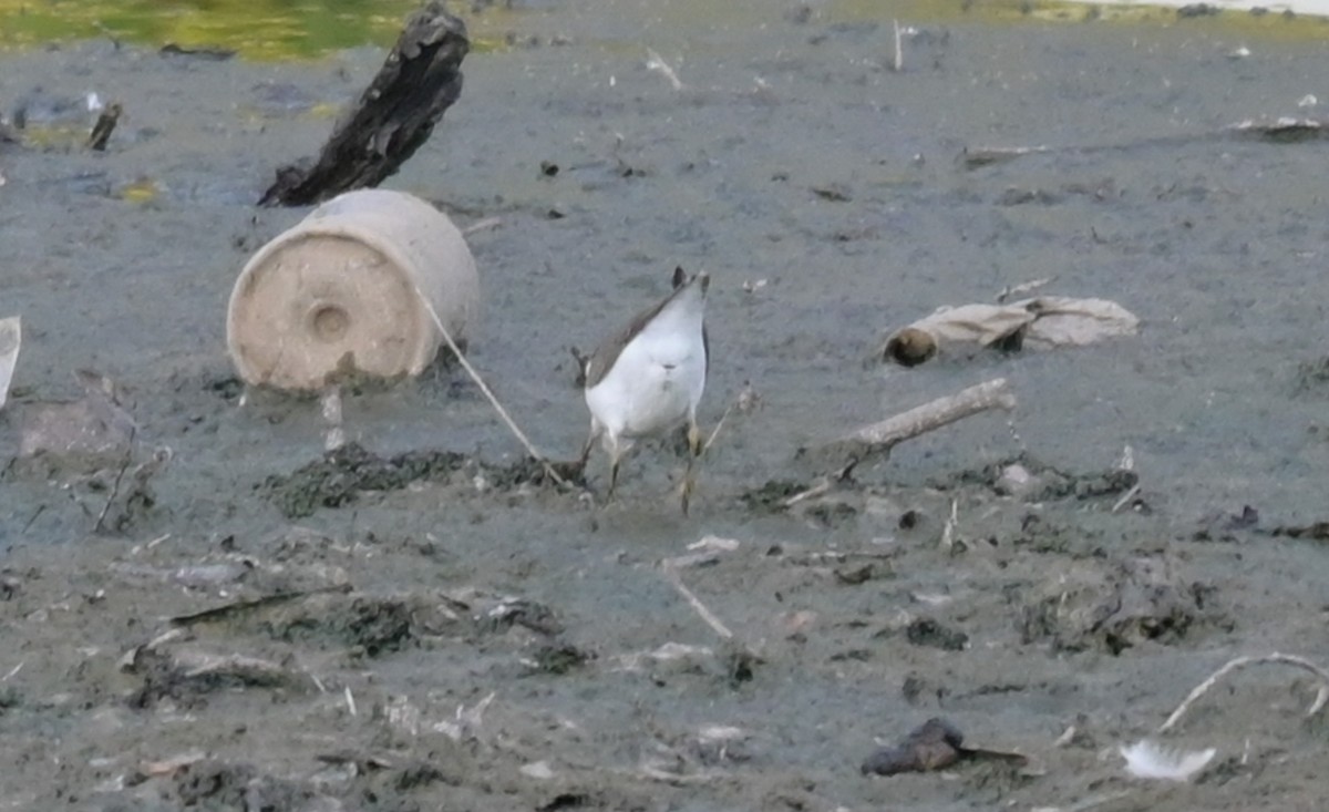 Spotted Sandpiper - ML641157201