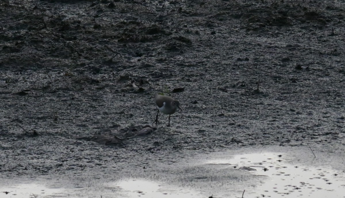 Spotted Sandpiper - ML641157203