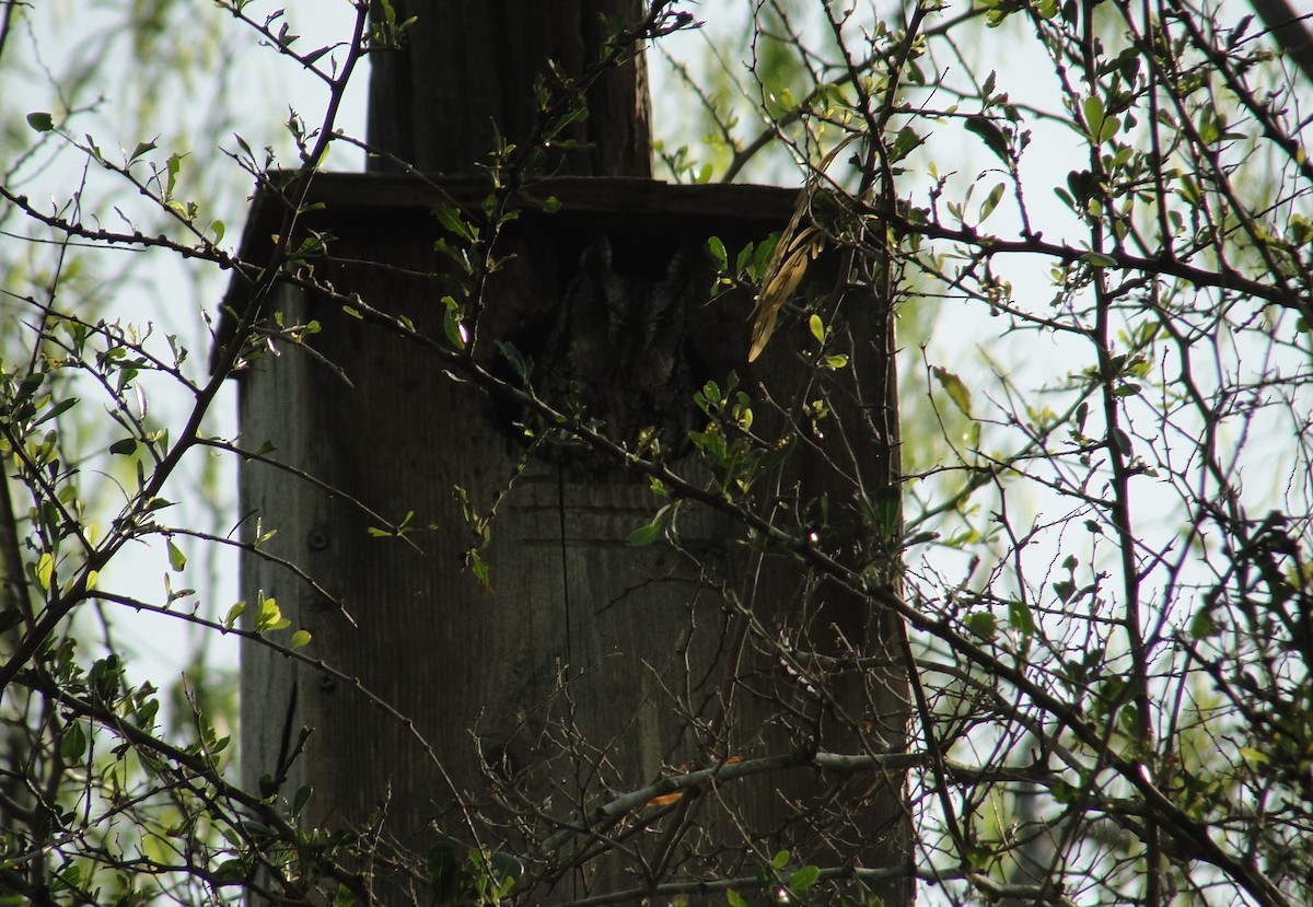 Eastern Screech-Owl (McCall's) - ML641157208