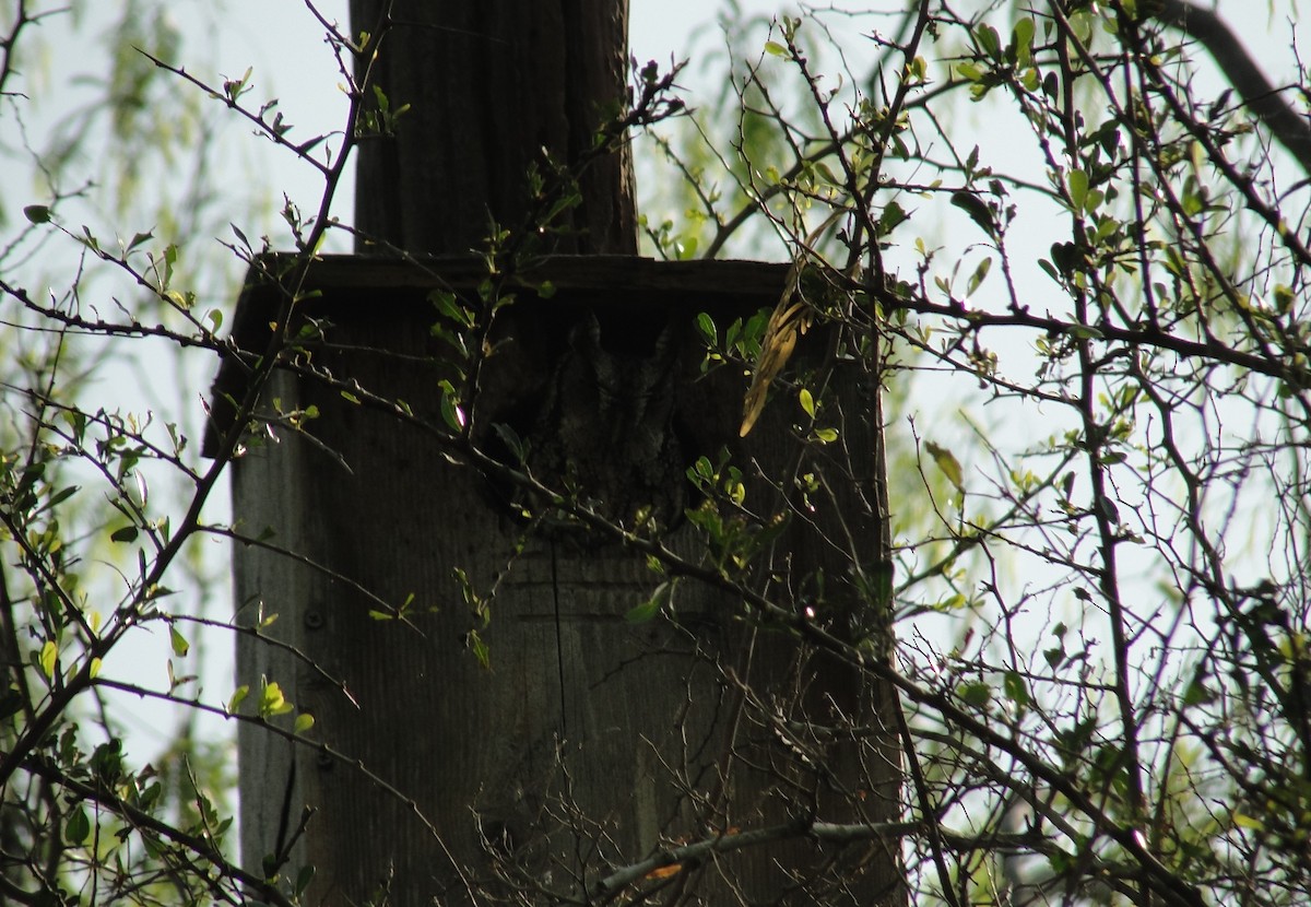 Eastern Screech-Owl (McCall's) - ML641157209