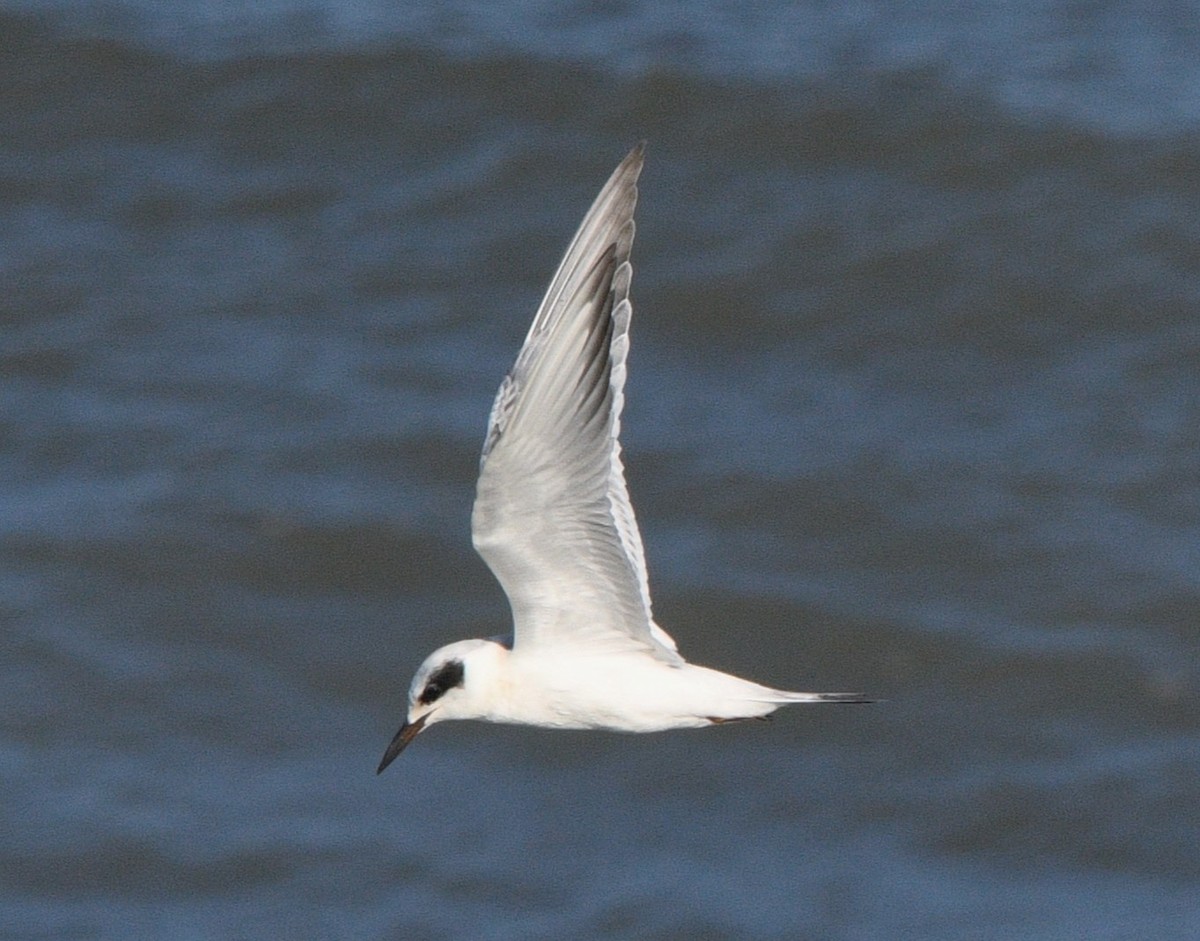 Forster's Tern - ML641157212
