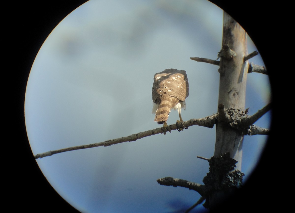 Cooper's Hawk - ML641157219