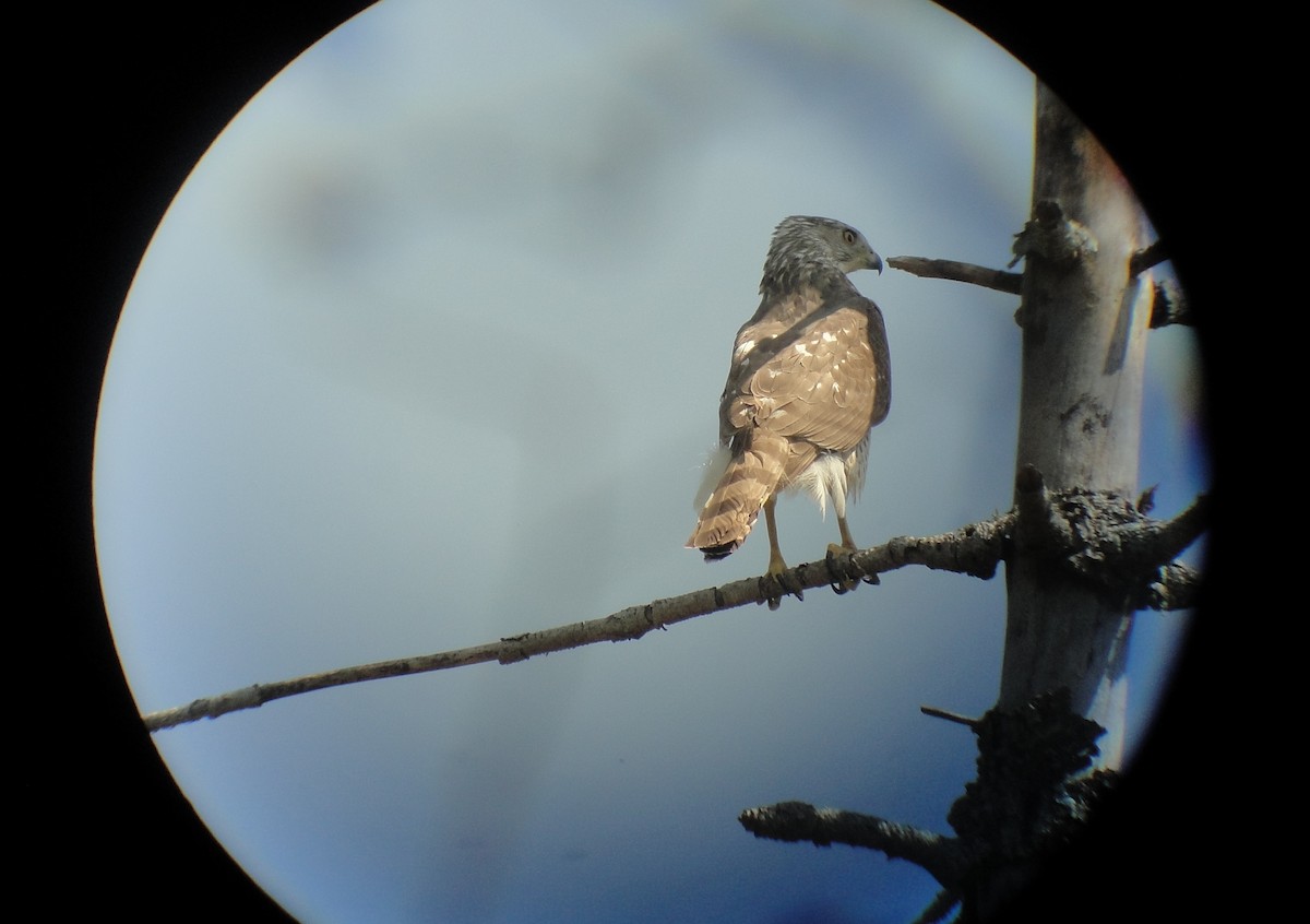 Cooper's Hawk - ML641157220