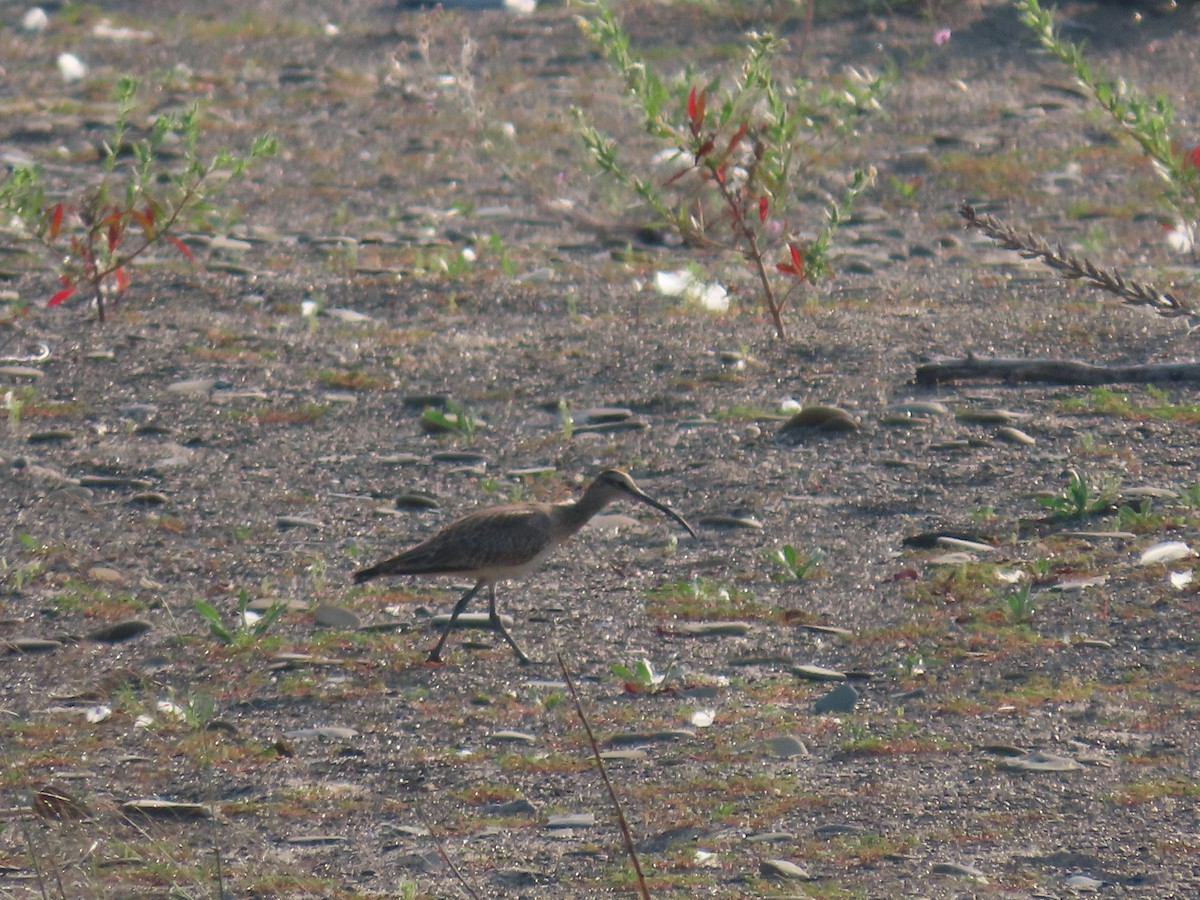 koliha hudsonská - ML641157223