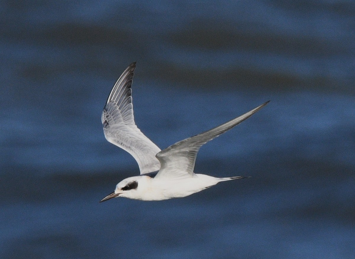 Forster's Tern - ML641157233