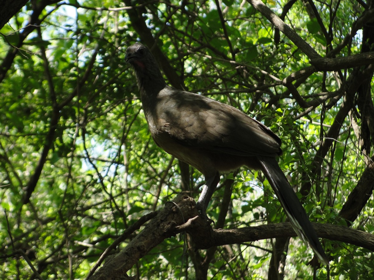 Plain Chachalaca - ML641157237