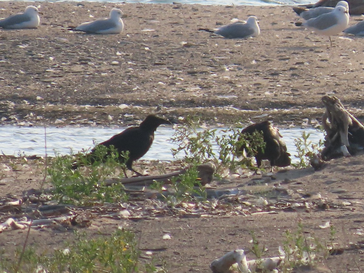 krkavec velký - ML641157244