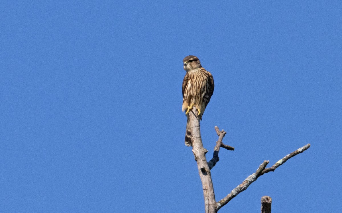 Merlin - ML641157250