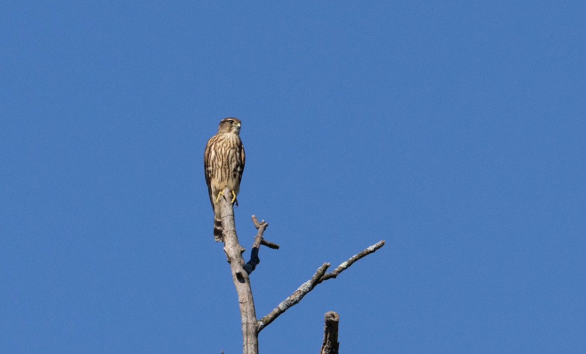 Merlin - ML641157252
