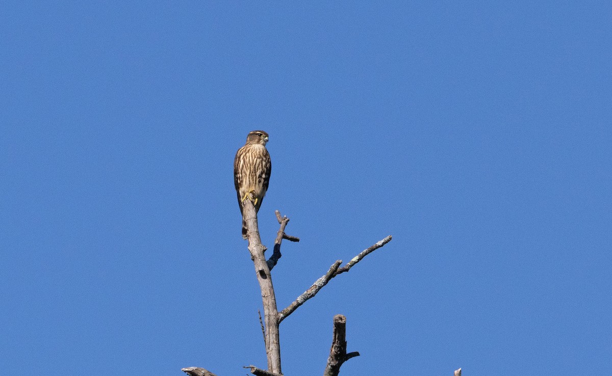 Merlin - ML641157253