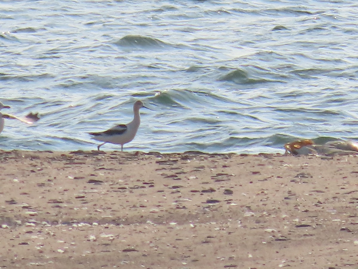 American Avocet - ML641157254