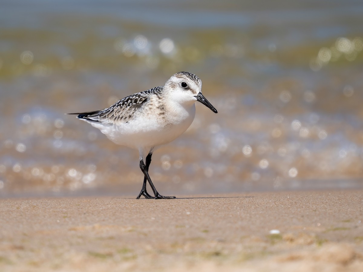 Sanderling - ML641157267
