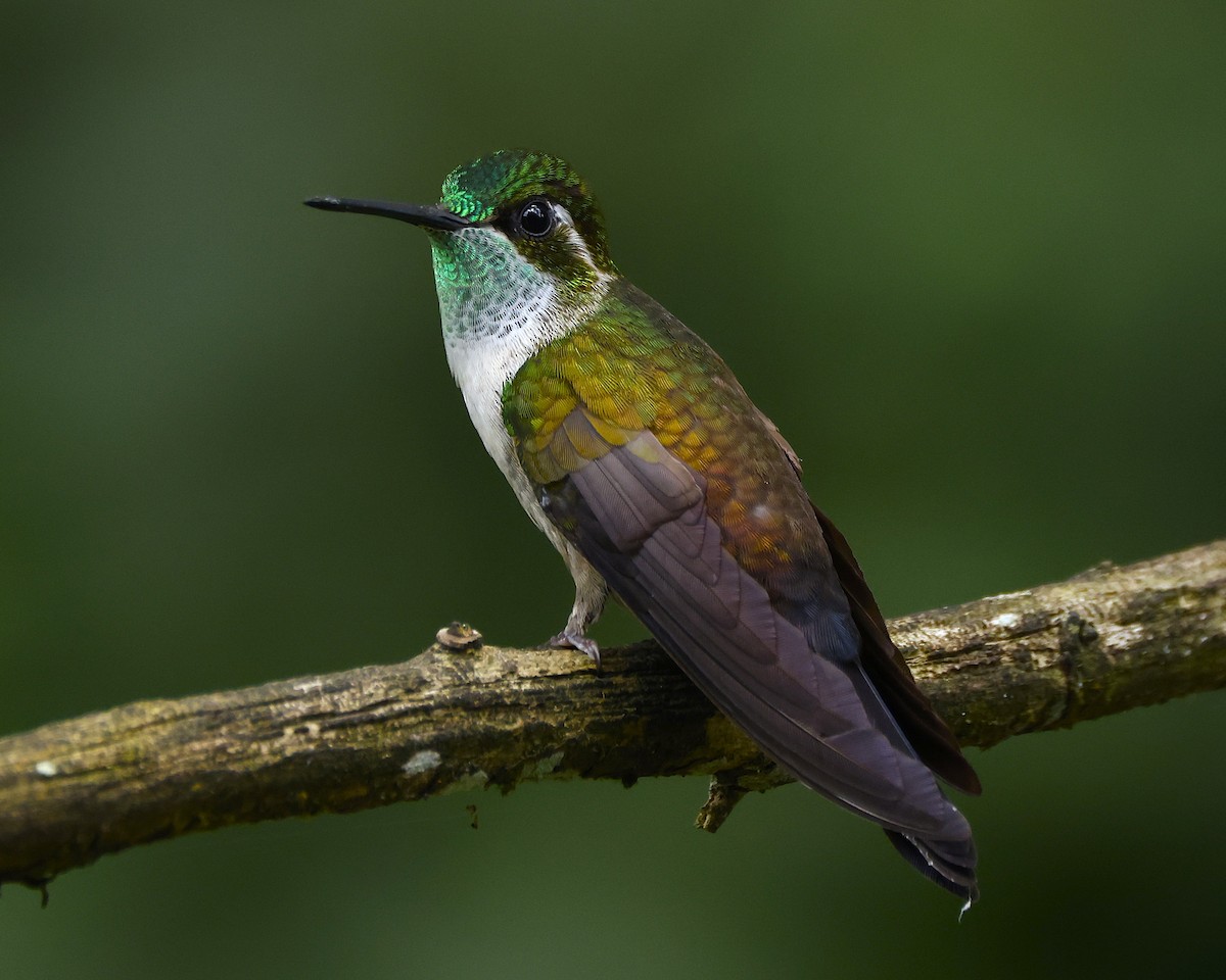 Green-throated Mountain-gem - ML641157276
