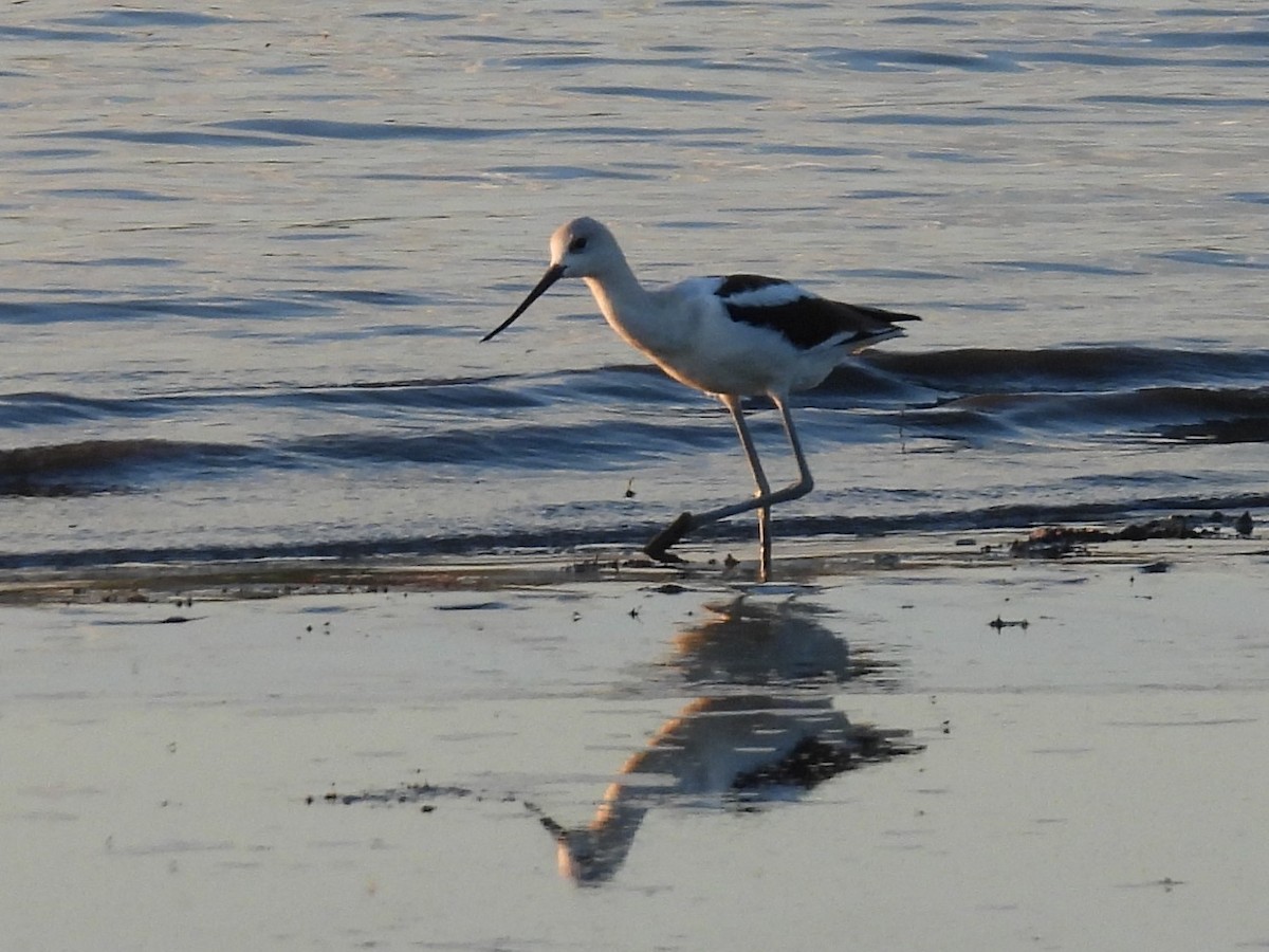 American Avocet - ML641157277