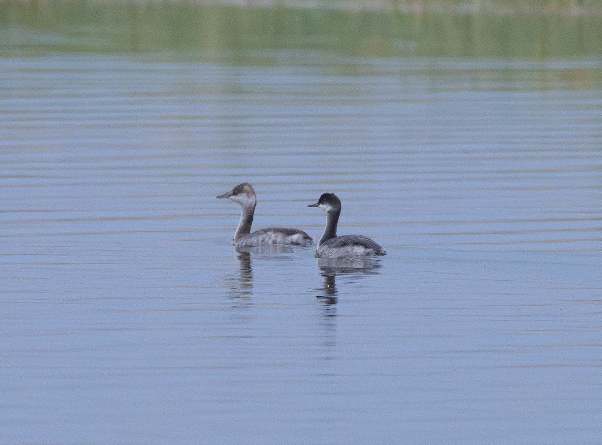 角鸊鷉 - ML641157286