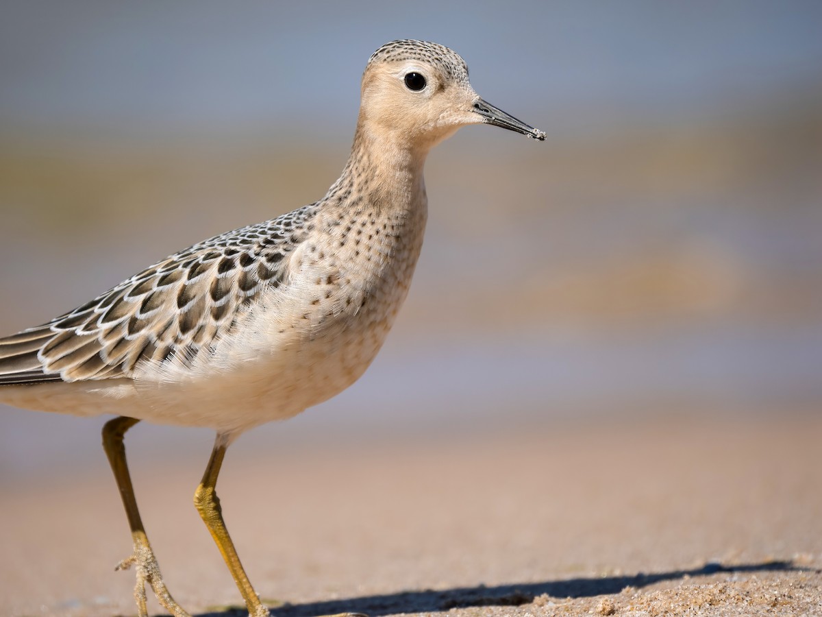 Buff-breasted Sandpiper - ML641157315