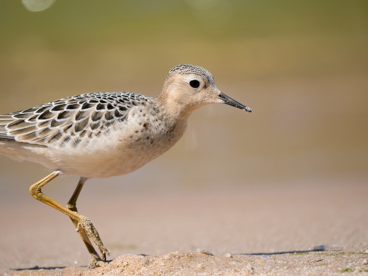 Buff-breasted Sandpiper - ML641157317
