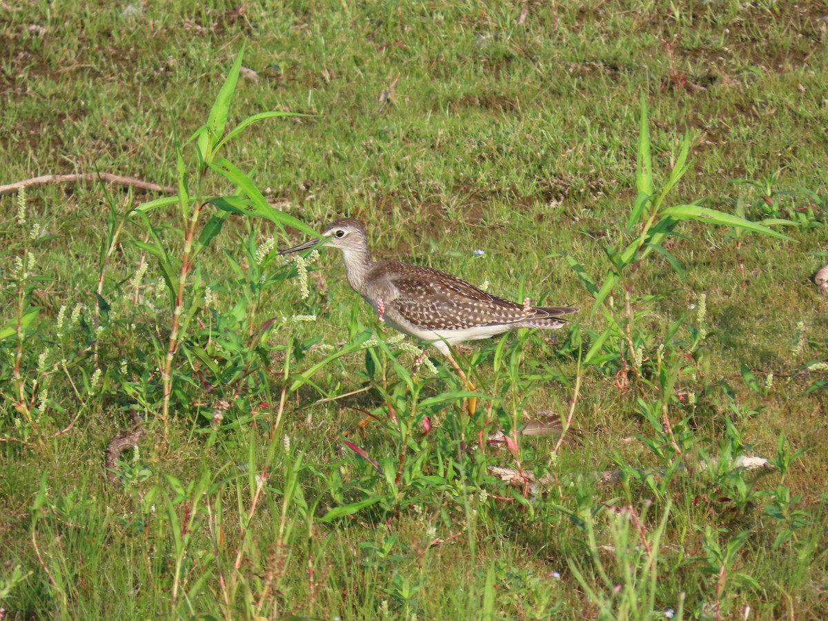 vodouš žlutonohý - ML641157323