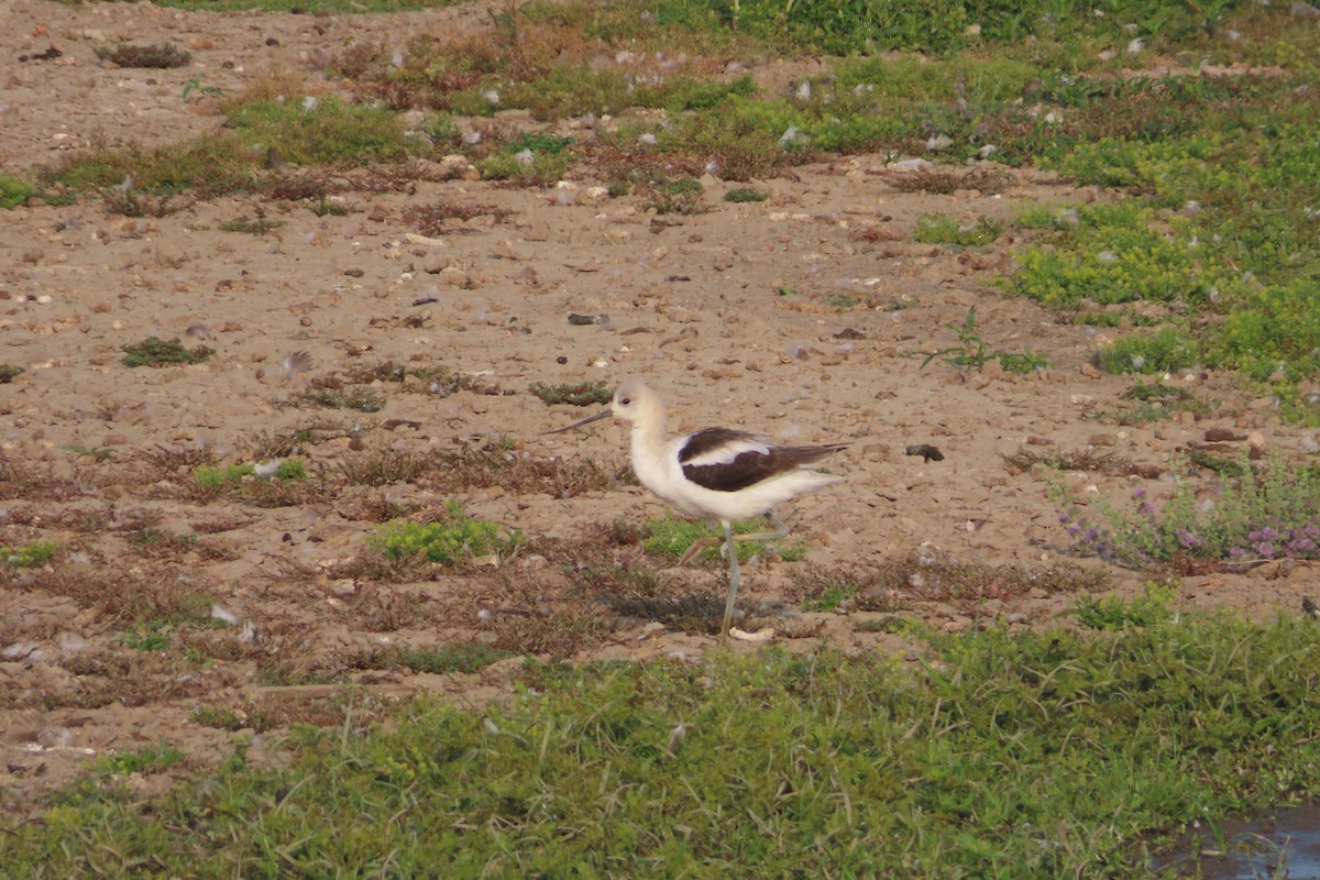 Avocette d'Amérique - ML641157325