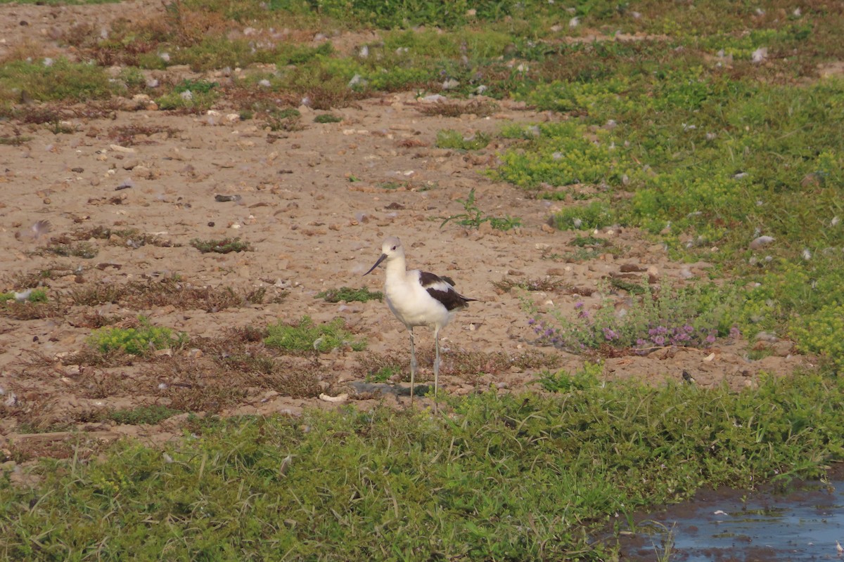 Avocette d'Amérique - ML641157326