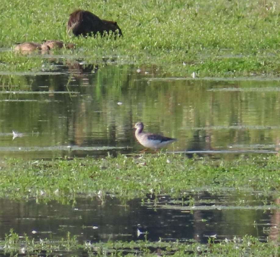 Greater Yellowlegs - ML641157334