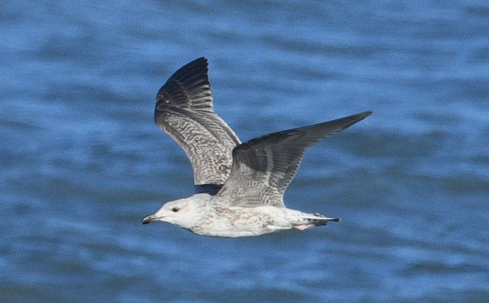 小黑背鷗 - ML641157335