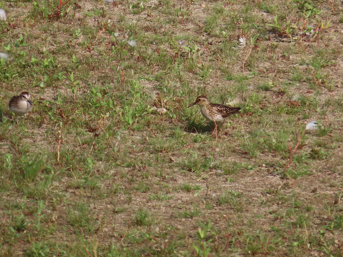 jespák drobný - ML641157342