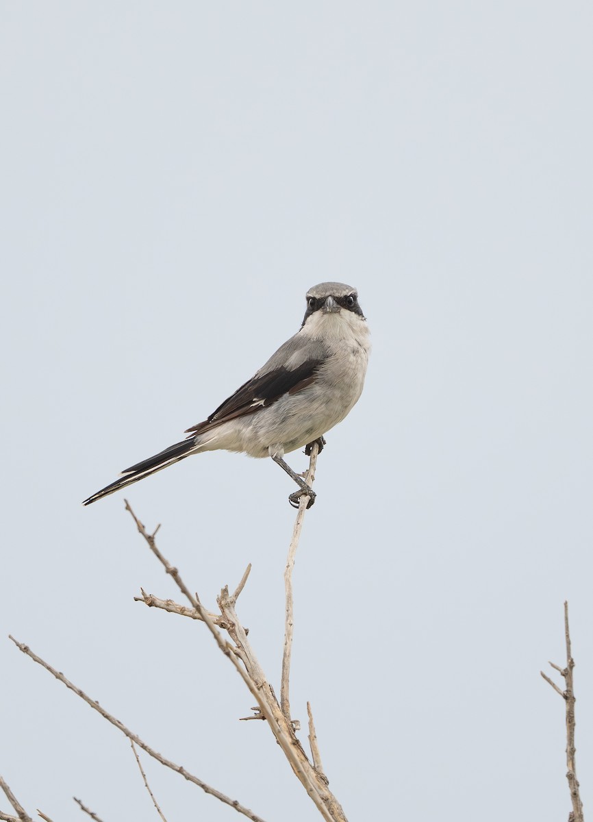 Loggerhead Shrike - ML641157350
