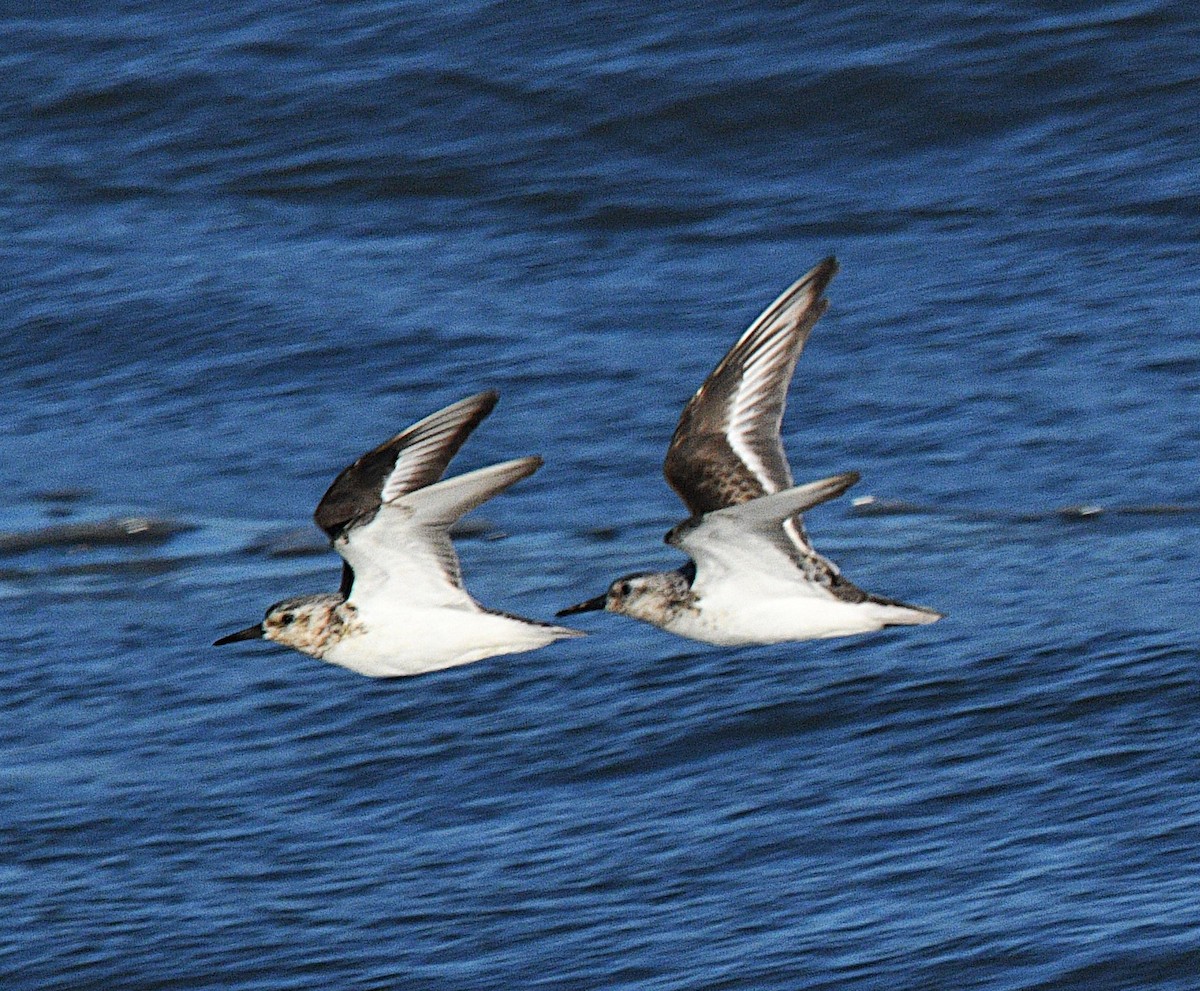 Sanderling - ML641157360